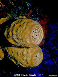 Basket Sponges on a wall dive. by Steven Anderson 